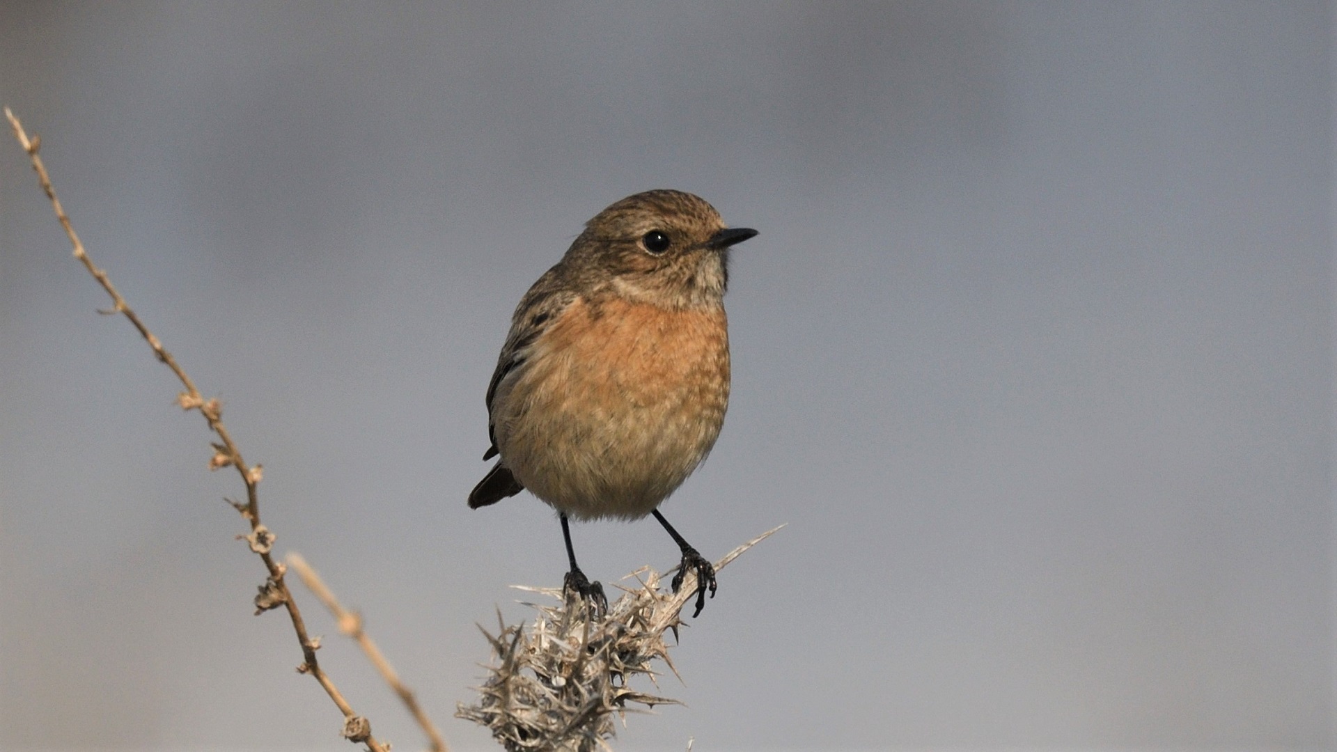 European Stonechat